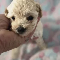 RUMOR , a female Poodle - Toy  for sale in Attleboro, MA – 3 of 4