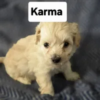 KARMA, a male Poodle - Toy  for sale in Attleboro, MA – 2 of 5