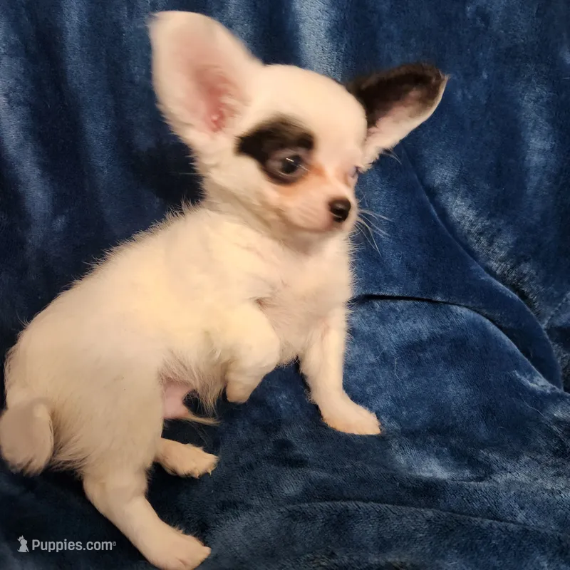 Rocky – Chihuahua puppy for sale in Attleboro, MA