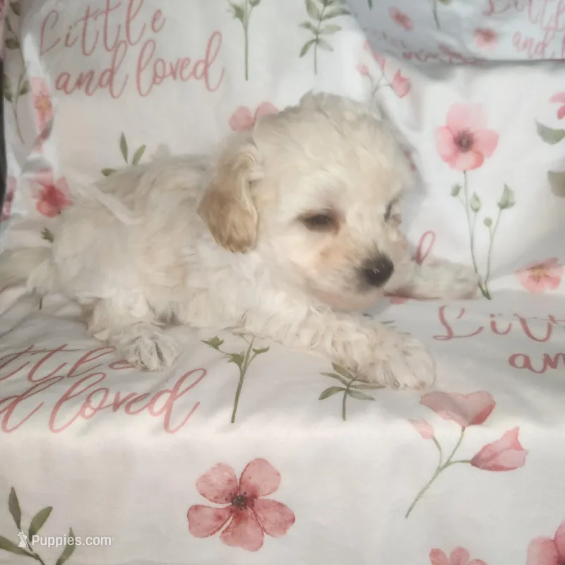 Sandy - Ready , a female Poodle - Toy  for sale in Attleboro, MA – Photo 1 of 2