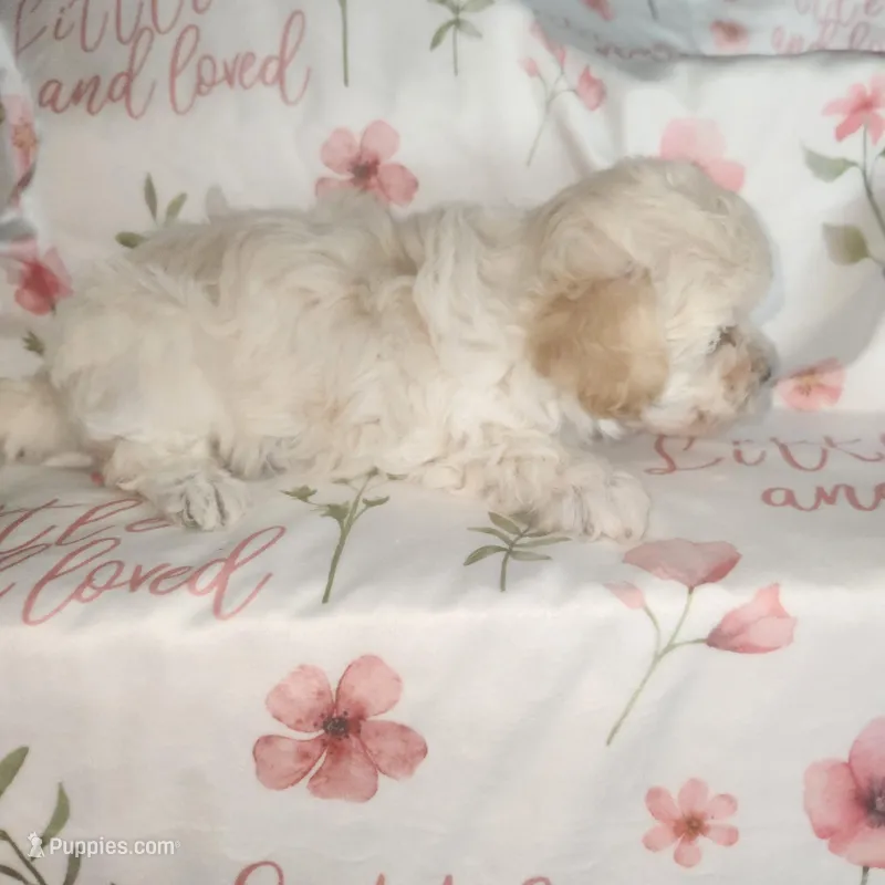 Sandy  – Poodle - Toy  puppy for sale in Attleboro, MA