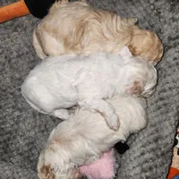 Lily , a female Poodle - Toy  for sale in Attleboro, MA – Photo 2 of 2