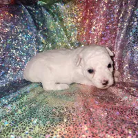 Lily , a female Poodle - Toy  for sale in Attleboro, MA – Photo 1 of 2