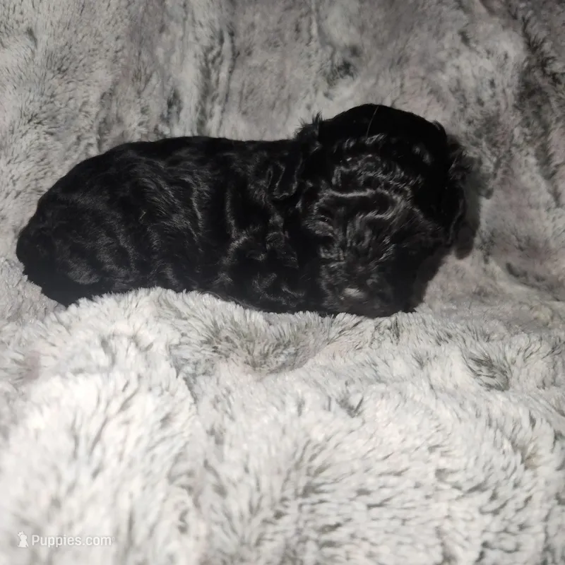 Ninja – Poodle - Toy  puppy for sale in Attleboro, MA