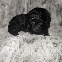 Ninja, a male Poodle - Toy  for sale in Attleboro, MA – Photo 2 of 2