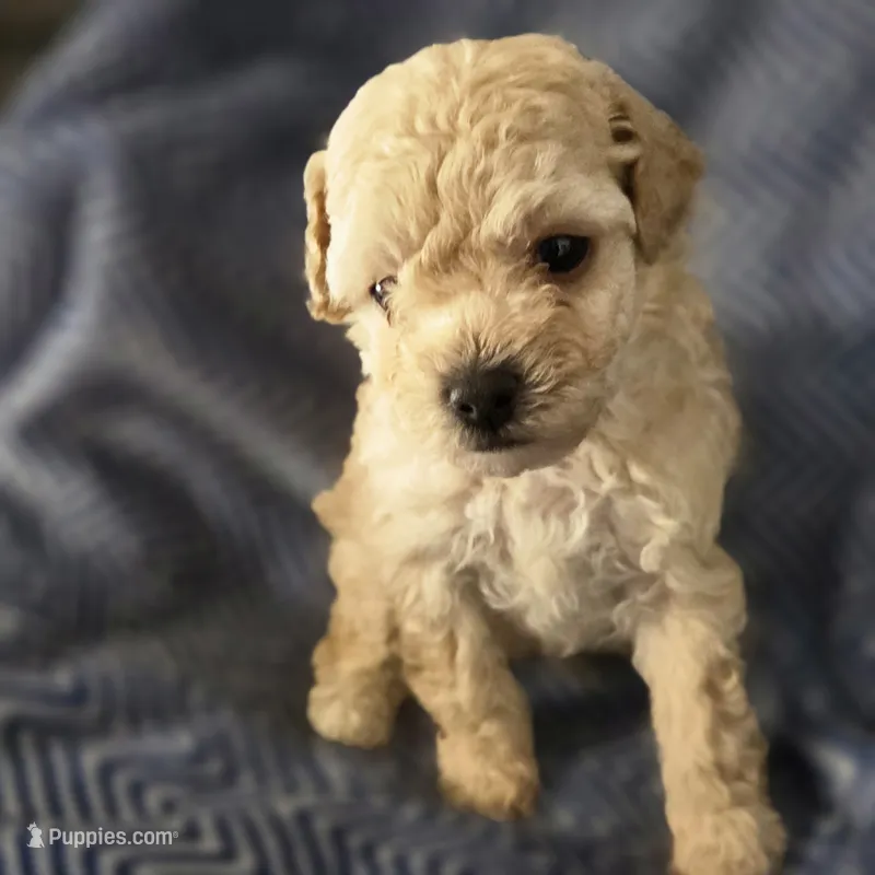 IMAGE – Poodle - Toy  puppy for sale in Attleboro, MA