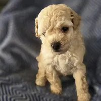 IMAGE, a male Poodle - Toy  for sale in Attleboro, MA – 1 of 5