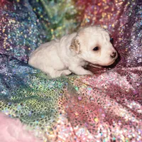 Sandy , a female Poodle - Toy  for sale in Attleboro, MA – Photo 3 of 3