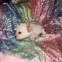 Sandy , a female Poodle - Toy  for sale in Attleboro, MA – Photo 1 of 3