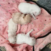 Sandy , a female Poodle - Toy  for sale in Attleboro, MA – Photo 2 of 3