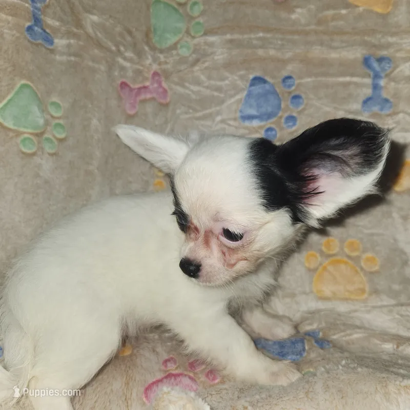 Rocky – Chihuahua puppy for sale in Attleboro, MA