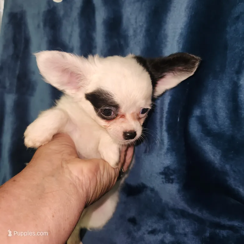 Rocky – Chihuahua puppy for sale in Attleboro, MA