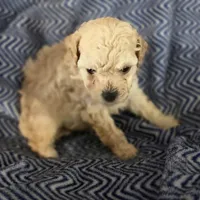 IMAGE, a male Poodle - Toy  for sale in Attleboro, MA – 2 of 5