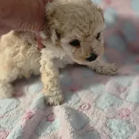 RUMOR , a female Poodle - Toy  for sale in Attleboro, MA – 4 of 4