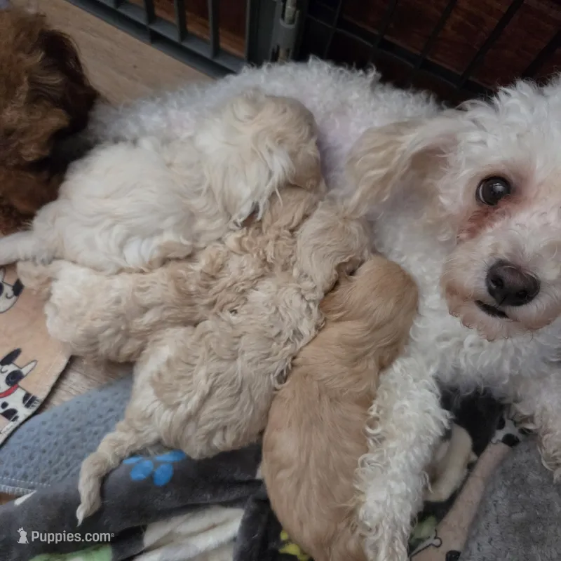 RUMOR  – Poodle - Toy  puppy for sale in Attleboro, MA