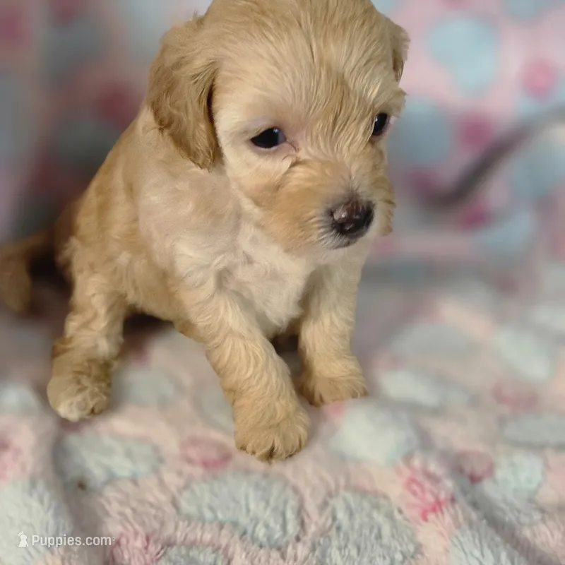 Story – Poodle - Toy  puppy for sale in Attleboro, MA