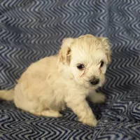 KARMA, a male Poodle - Toy  for sale in Attleboro, MA – 3 of 5