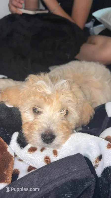 Muffin – Maltipoo puppy for sale in Deer Park, TX