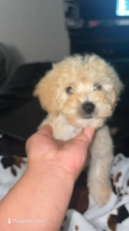 Barbie – Maltipoo puppy for sale in Deer Park, TX