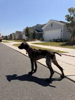 Daisy, a female German Shorthaired Pointer for sale in Ocala, FL – Photo 5 of 9