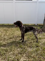 Daisy, a female German Shorthaired Pointer for sale in Ocala, FL – Photo 9 of 9