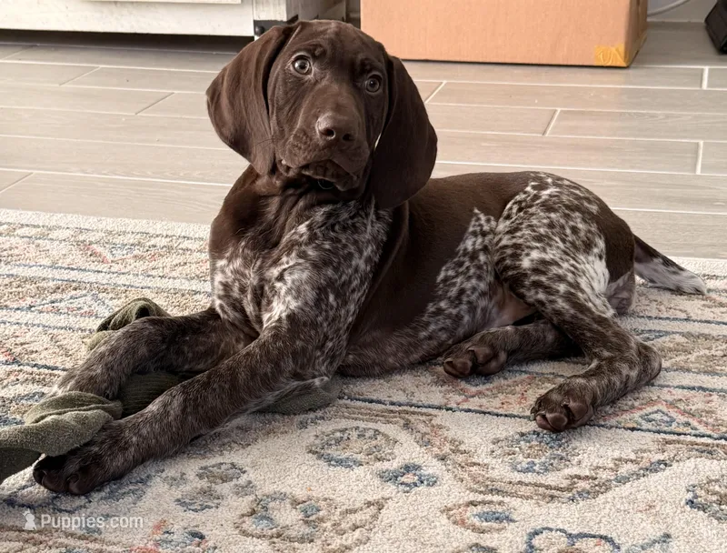 Daisy – German Shorthaired Pointer puppy for sale in Ocala, FL
