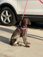 Daisy, a female German Shorthaired Pointer for sale in Ocala, FL – Photo 2 of 9
