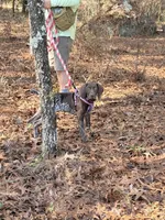 Daisy, a female German Shorthaired Pointer for sale in Ocala, FL – Photo 4 of 9