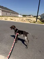 Daisy, a female German Shorthaired Pointer for sale in Ocala, FL – Photo 8 of 9