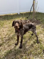 Daisy, a female German Shorthaired Pointer for sale in Ocala, FL – Photo 7 of 9