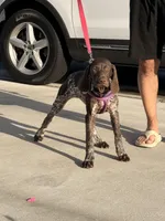 Daisy, a female German Shorthaired Pointer for sale in Ocala, FL – Photo 3 of 9