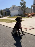 Daisy, a female German Shorthaired Pointer for sale in Ocala, FL – Photo 6 of 9