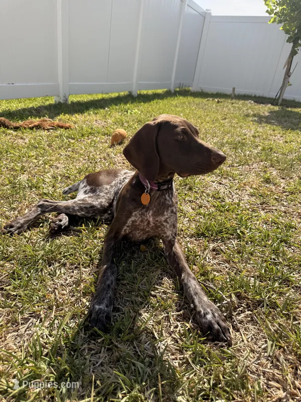 Daisy – German Shorthaired Pointer puppy for sale in Ocala, FL