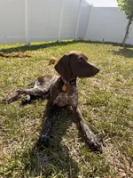 Daisy, a female German Shorthaired Pointer for sale in Ocala, FL – Photo 1 of 2