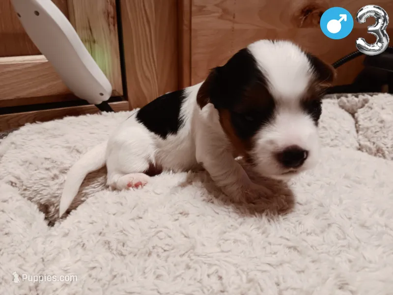 #3 Parti-Biewer Yorkshire Terrier Male – Yorkshire Terrier, Biewer puppy for sale in Granbury, TX