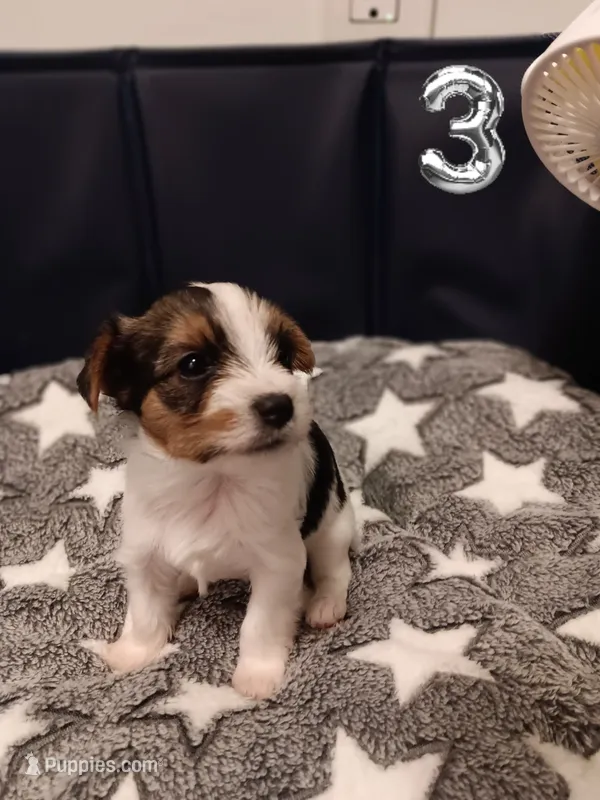 Ruby – Yorkshire Terrier, Biewer puppy for sale in Granbury, TX