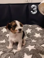 Ruby, a female Yorkshire Terrier and Biewer for sale in Granbury, TX – 1 of 8