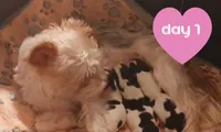 Ruby, a female Yorkshire Terrier and Biewer for sale in Granbury, TX – 6 of 8