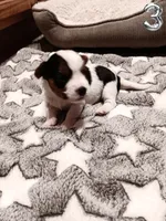 #3 Parti-Biewer Yorkshire Terrier Male, a male Yorkshire Terrier and Biewer for sale in Granbury, TX – 4 of 7