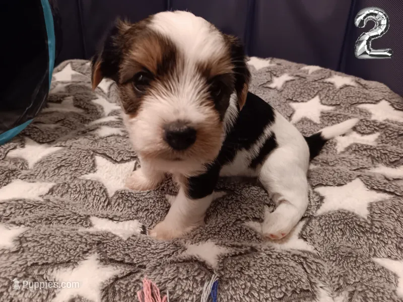 Pumpkin – Yorkshire Terrier, Biewer puppy for sale in Granbury, TX