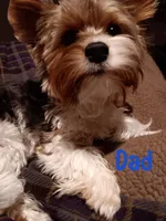 Ruby, a female Yorkshire Terrier and Biewer for sale in Granbury, TX – 8 of 8
