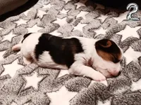 #2 Parti-Biewer Yorkshire Terrier Male, a male Yorkshire Terrier and Biewer for sale in Granbury, TX – 2 of 6