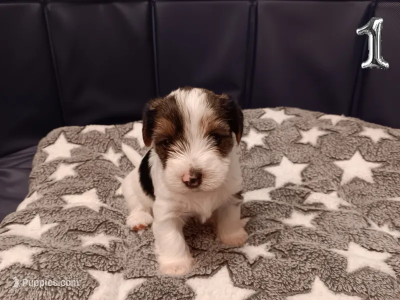 Hazlee – Yorkshire Terrier, Biewer puppy for sale in Granbury, TX