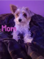 Hazlee, a female Yorkshire Terrier and Biewer for sale in Granbury, TX – 6 of 9