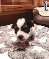 #1 Parti-Biewer Yorkshire Terrier Female, a female Yorkshire Terrier and Biewer for sale in Granbury, TX – 2 of 5