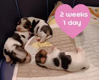 Ruby, a female Yorkshire Terrier and Biewer for sale in Granbury, TX – 5 of 8