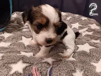 Pumpkin, a female Yorkshire Terrier and Biewer for sale in Granbury, TX – 2 of 9