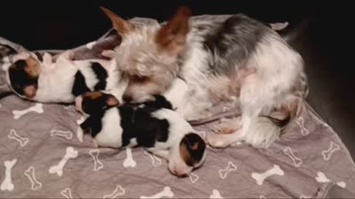 #3 Parti-Biewer Yorkshire Terrier Male, a male Yorkshire Terrier and Biewer for sale in Granbury, TX – 5 of 7