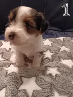 Hazlee, a female Yorkshire Terrier and Biewer for sale in Granbury, TX – 2 of 9