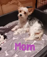 #1 Parti-Biewer Yorkshire Terrier Female, a female Yorkshire Terrier and Biewer for sale in Granbury, TX – 4 of 5
